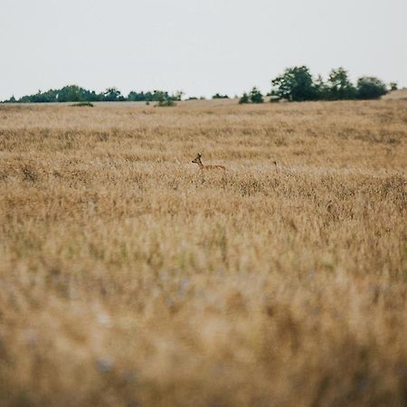Dziki Las - Domki Na Drzewach Miłomłyn Exteriér fotografie