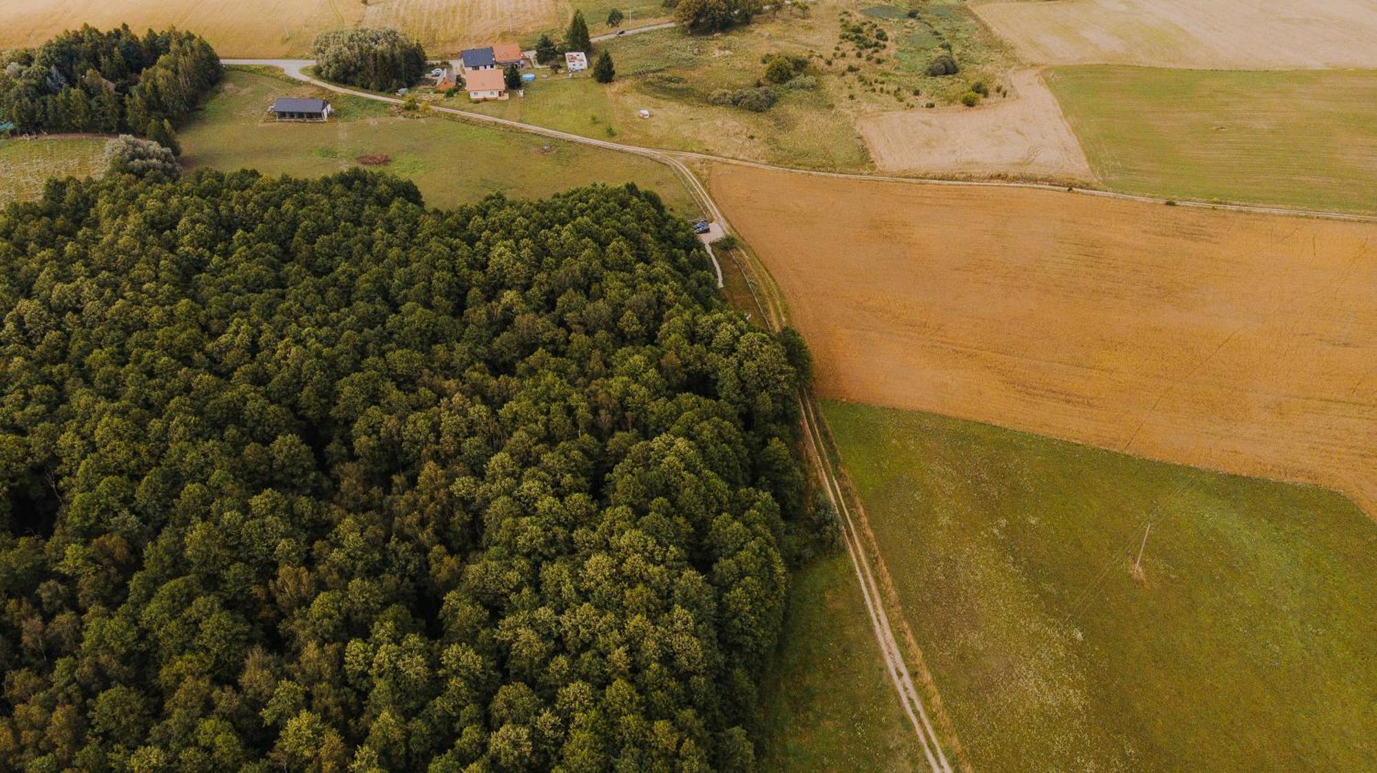 Dziki Las - Domki Na Drzewach Miłomłyn Exteriér fotografie